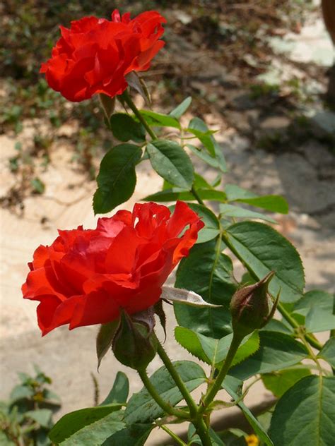 Hoa Hồng Rosa Rosaceae Flickr Photo Sharing