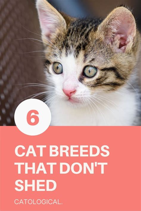 Top 6 Cat Breeds That Dont Shed That Much Is There Such A Cat