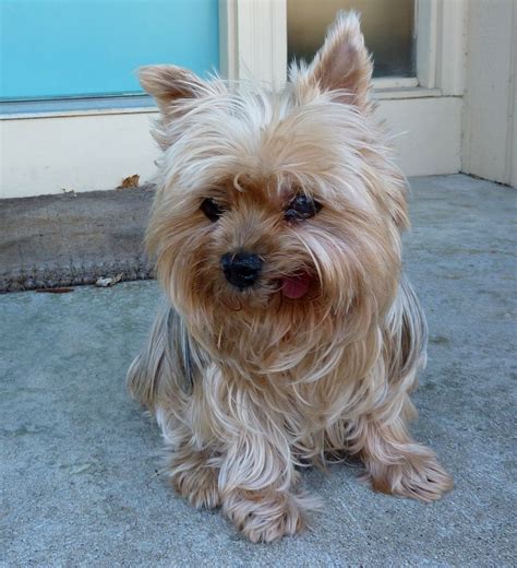 Looking for yorkie haircut ideas? Our little Yorkie - all 8 # of her and in need of a haircut | Yorkie haircuts, Yorkie, Puppies