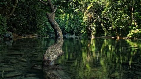 Merasakan Keajaiban Hutan Hujan Tropis Di Tangkahan Leuser Conservation Partnership