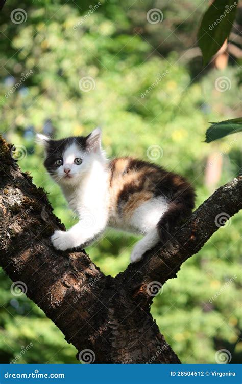 Small Cute Kitten Climbing The Tree Stock Photo Image Of Kitty Climb