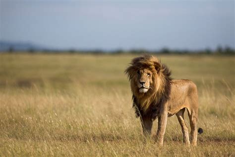 Listed below are characters from all three lion king films: creatures-alive: "Scarface the Lion king - Masai Mara ...