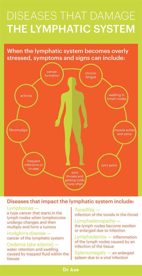 Lymphatic System How To Make It Strong And Effective Dr Axe 2022