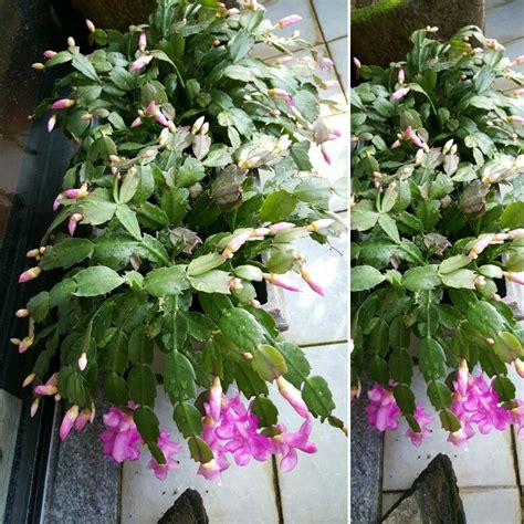 Christmas cacti and thanksgiving cacti belong to the same botanical genus, schlumbergera, meaning they're closely related. Christmas cactus in my indoor garden.