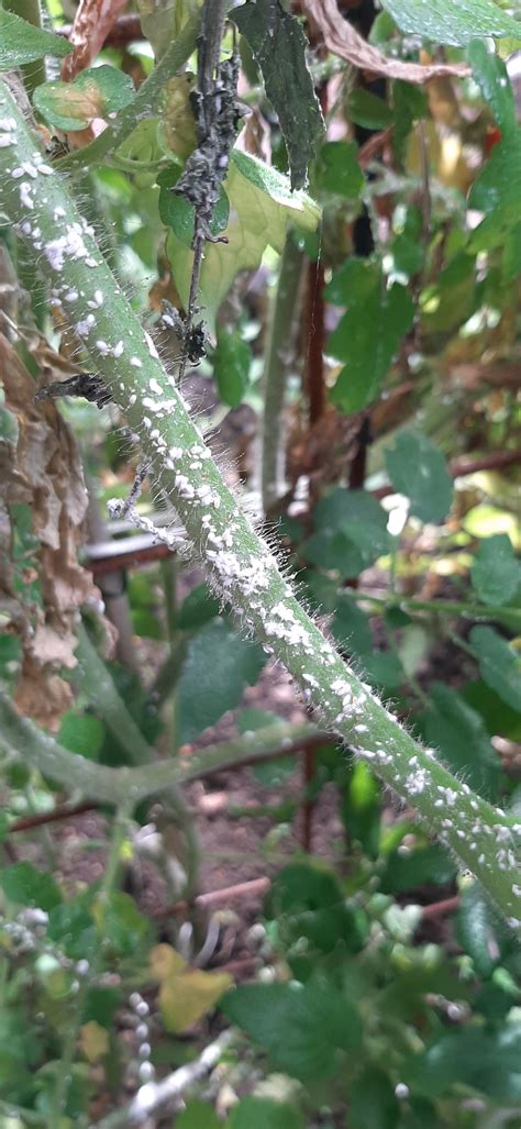What Is This White Stuff On Tomato Plants Gardening