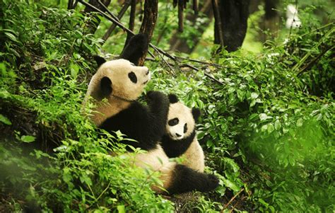Sichuan Giant Panda Sanctuaries China Cultural Center In Brussels