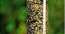 Squirrels are cute, fun to watch, and can get into some serious trouble when it comes to ransacking your once a squirrel lands onto the feeder it triggers the motor, which will cause the feeder to start spinning. Spinning Squirrel Proof Bird Feeder - Droll Yankees ...