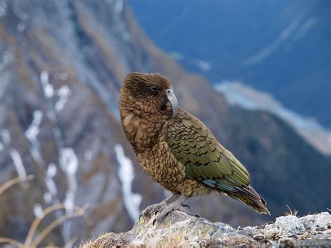 Kea New Zealand Mountain Photography By Jack Brauer