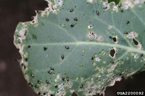 Any ideas as to what they are? crucifer flea beetle (Phyllotreta cruciferae ) on broccoli ...