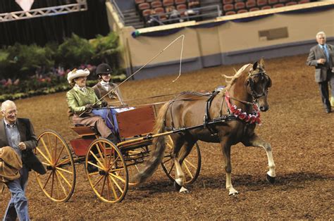 American Morgan Horse Association Carriage