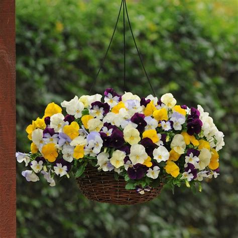 Buy Pansy Cool Wave Easyplanter For Hanging Baskets And Patio Pots