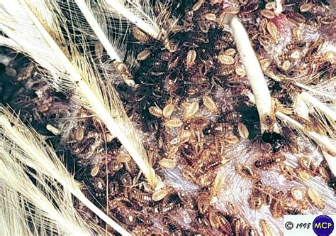Herbal Head Lice Soap: Head Lice Breding Cycle