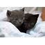 Kitten Season  Animal Sheltering Online By The Humane Society Of