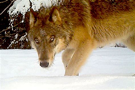 Trump Administration Drops Gray Wolf From Endangered Species List The