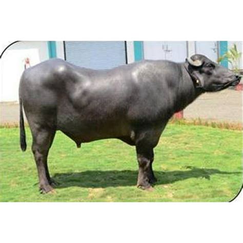 Murrah Bull Frozen Semen At Latest Price Murrah Bull Frozen Semen Supplier In Jaipur