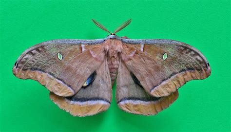 Big Brown Moth Antheraea Polyphemus Bugguidenet