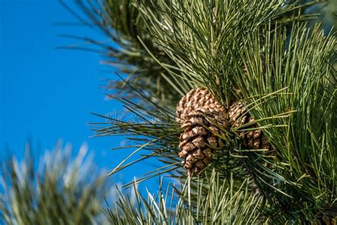 Pine Tree Detail In Summer Stock Image Image Of Growing 111678165