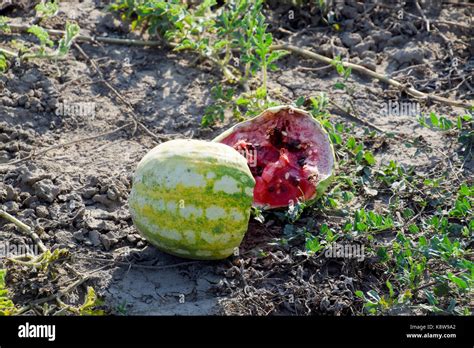 Split In Two An Old Rotten Watermelon Rotten Watermelons Remains Of