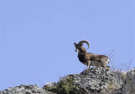 Mouflon De Corse Ovis Gmelinii Musimon BiodivÉcrins Parc