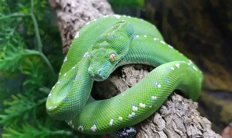 Green Tree Python Care Sheet Reptiles Cove