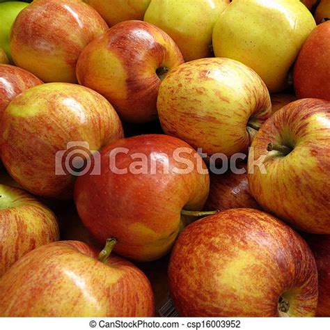 Fall Harvest Of Freshly Picked Royal Gala Apples Stock Images Search