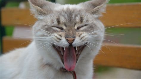 Download Wallpaper 1366x768 Cat Muzzle Yawn Tablet Laptop Hd Background