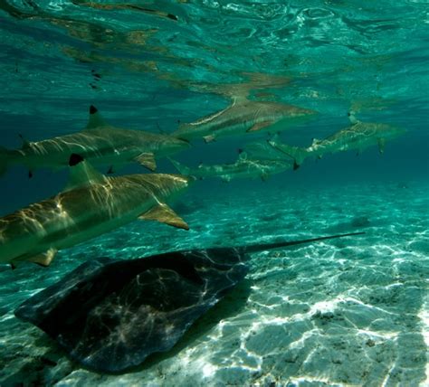 Swimming With Sharks In Bora Bora Bora Bora Insider