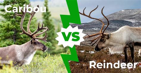 Caribou Vs Reindeer 4 Main Differences Explained Az Animals
