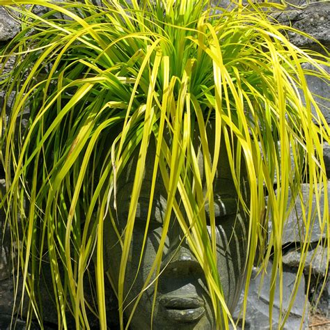Carex Oshimensis Evercolor ‘everillo Japanese Sedge Uspp 21002 4