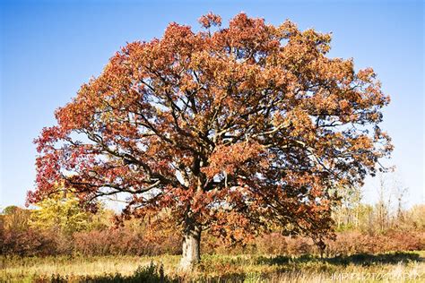 Oak Tree In Fall Colors Oak Tree In Fall Colors Lake Erie Flickr