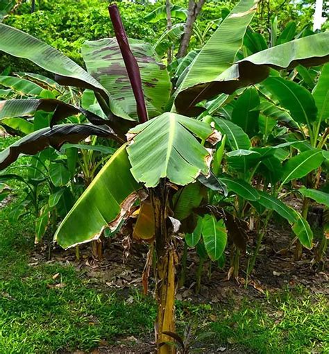 How To Grow Banana Palm Tree Musa