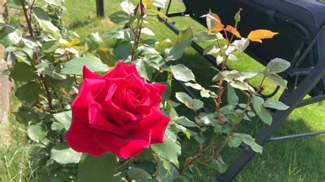 19 My Rose Garden In Early June Youtube