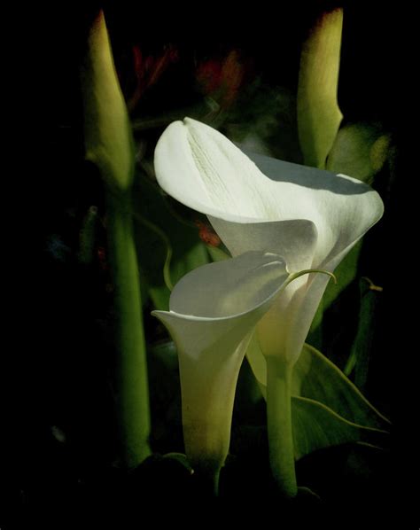 Calla Lilies Photograph By Ernie Echols Fine Art America
