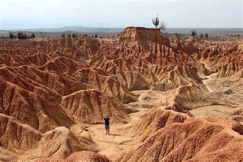 Los cactus no necesitan mucho espacio para vivir y, por regla general, son fáciles de cuidar. tatacoa - Viajar por Colombia