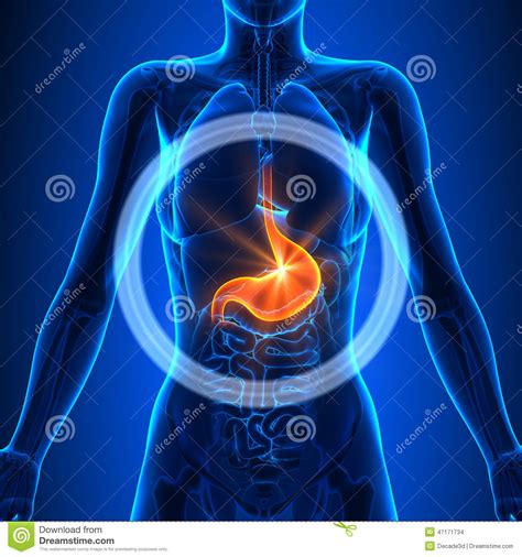 Cancer of the reproductive organs and breasts. Stomach - Female Organs - Human Anatomy Stock Illustration - Illustration of illustration ...
