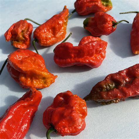 Ghost Pepper Hudson Valley Seed Company