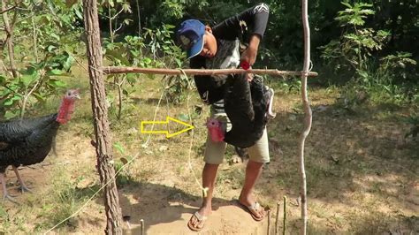 Tradition Turkey Trapping In Cambodia Turkey Trap Homemade In Action