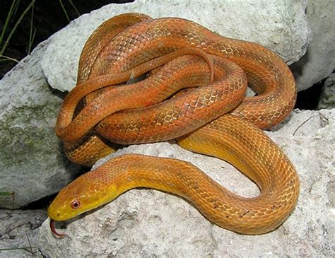 Yellow Rat Snake Life Expectancy