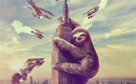 Cute Sloth Wallpaper 67 Images