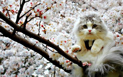 Cute Spring Animals Wallpapers Wallpaper Cave