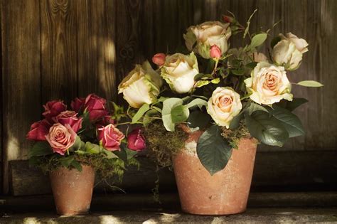 How To Grow Roses In Containers