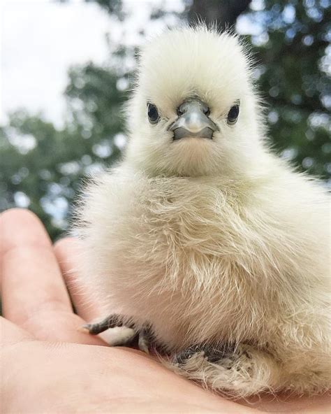 Daily Dose Of Baby Chick Photos Ashley Hackshaw Lil Blue Boo