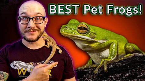 Top 5 Best Pet Frogs 100k Subscriber Silver Play Button Reveal Youtube