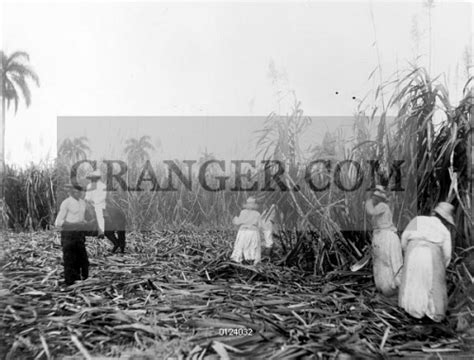 Image Of Cuba Sugar Plantation Workers Cutting Down Sugar Cane On A