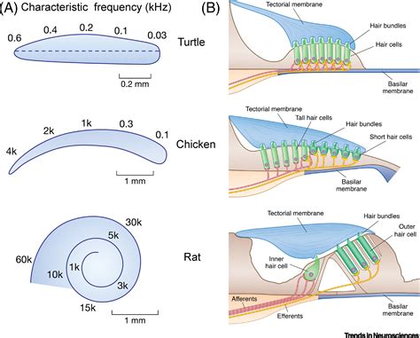 Diverse Mechanisms Of Sound Frequency Discrimination In The Vertebrate