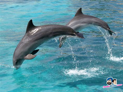 Dolphins Wallpaper #2