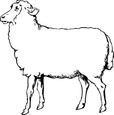 Lamb Clipart Black And White Sheep 1 Black White Line Art Coloring | Animals black and white ...