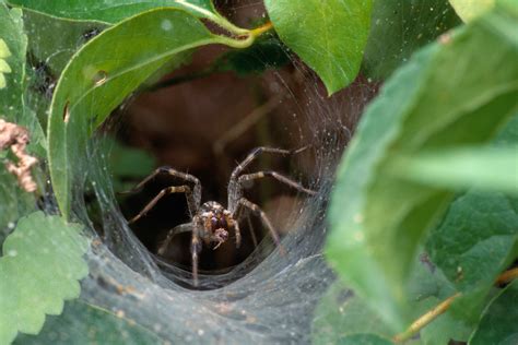 Experts Warn Beware Of Funnel Web Spiders In This Rain Better Homes