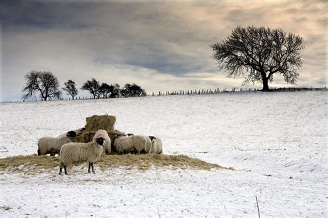 Sheep In Field Of Snow Northumberland Photograph By John Short
