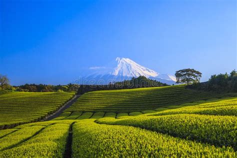 Tea Plantation And Mt Fuji Stock Image Image Of Sunny Agriculture